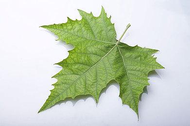 《梦工厂全明星赛车》Steam页面上线 11月4日发售